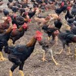 Logo HUFFAZ AGRCULTURE FARM RESOURCES