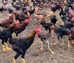 HUFFAZ AGRCULTURE FARM RESOURCES