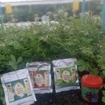 Logo Barakah Agroculture Enterprise