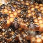 Logo KELULUT MADU TUALANG TRADING