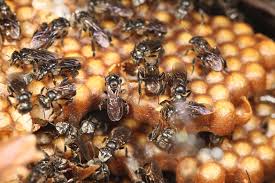 KELULUT MADU TUALANG TRADING