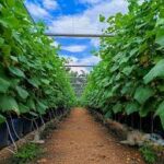 Logo CCJEBAT EMPIYER